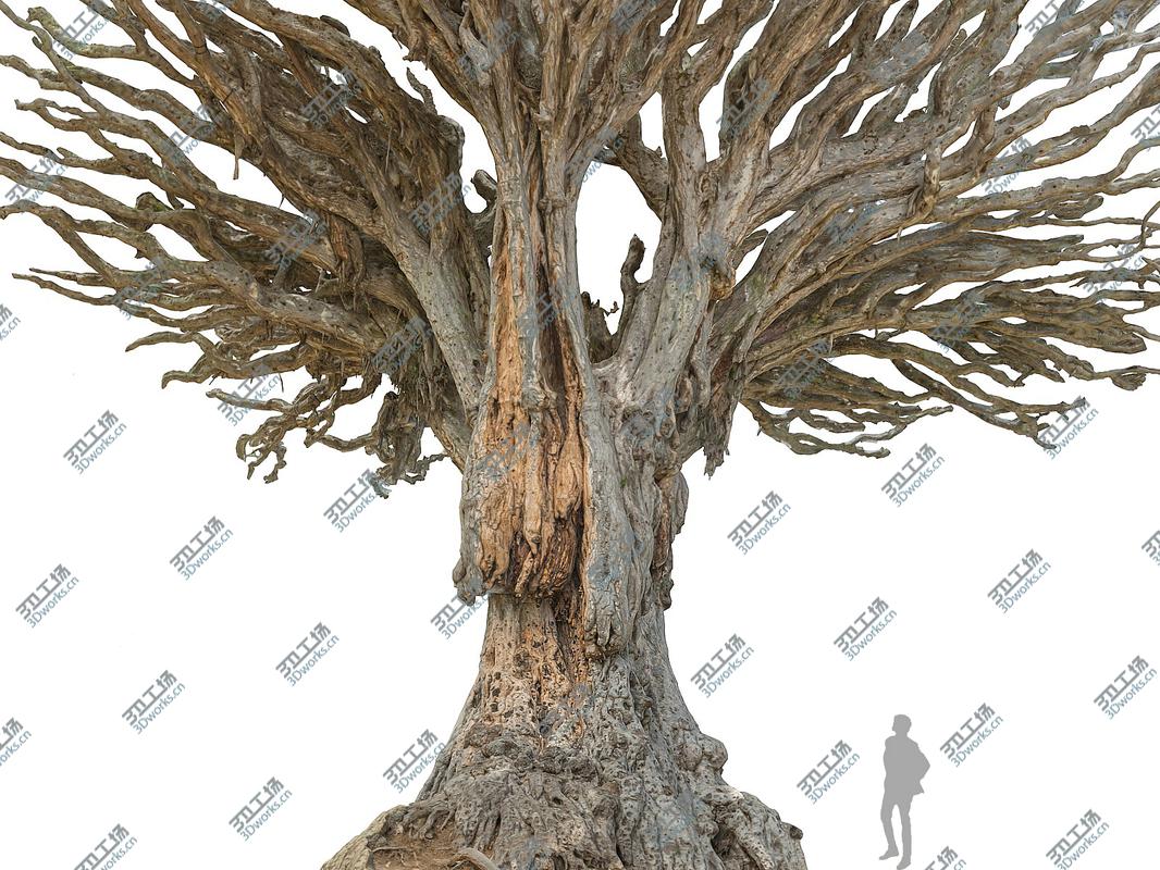 images/goods_img/20210113/Dragon tree 24K/3.jpg